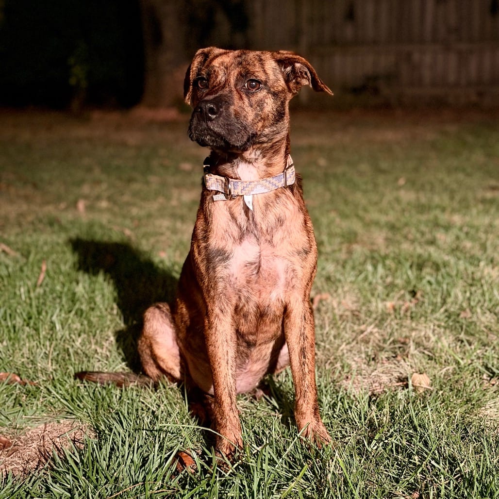 Photo of Gypsy, adoptable Boxer / Retriever in Starkville, Mississippi