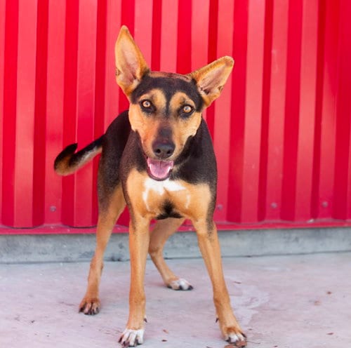Photo of Esmerelda, adoptable German Shepherd Dog in Tracy, California