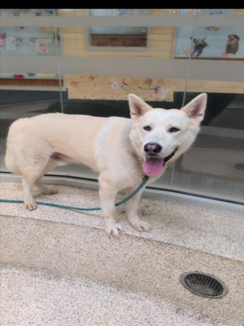 Photo of Bronson, adoptable Siberian Husky in Los Angeles, California