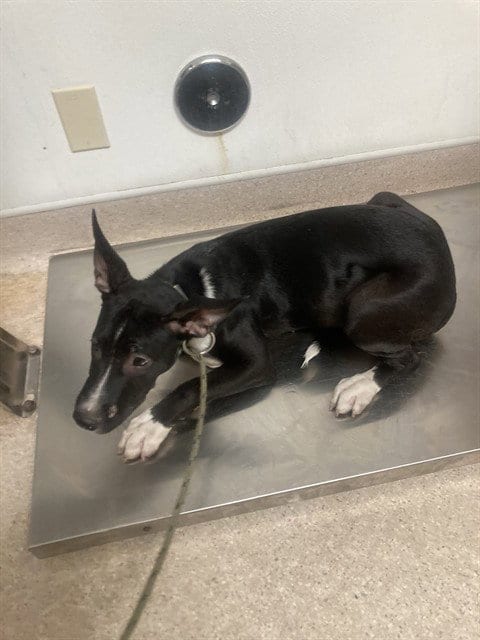 Photo of Darry, adoptable Pit Bull Terrier in Bakersfield, California
