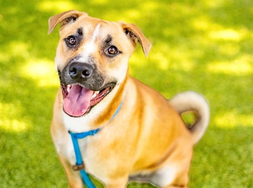 Photo of Curly Fry, adoptable Pit Bull Terrier in San Jose, California