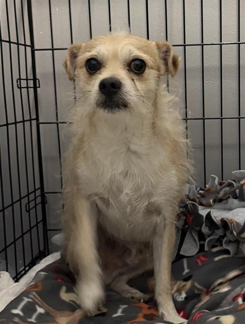 Photo of Toby, adoptable Chihuahua in Redlands, California