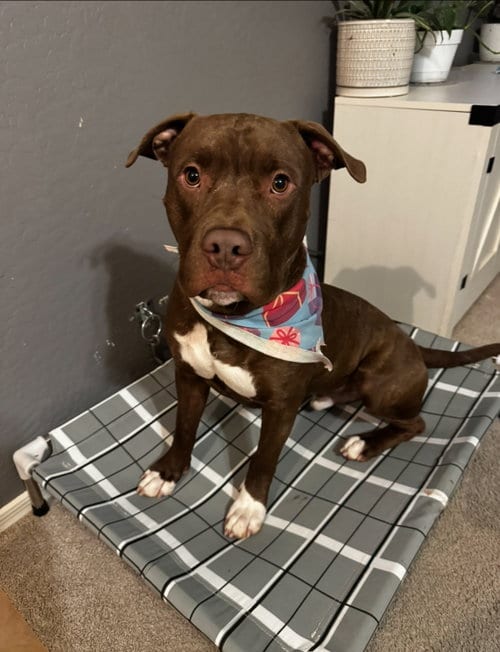 Photo of Marky Mark, adoptable American Pit Bull Terrier in Chandler, Arizona