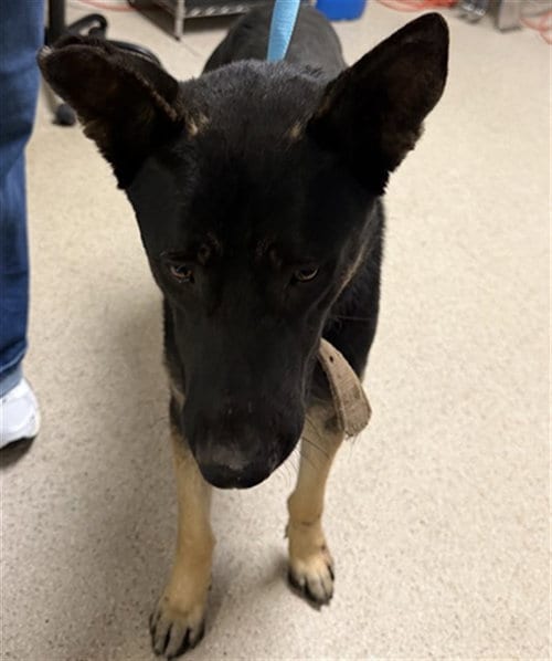 Photo of Skids, adoptable German Shepherd Dog in Bakersfield, California
