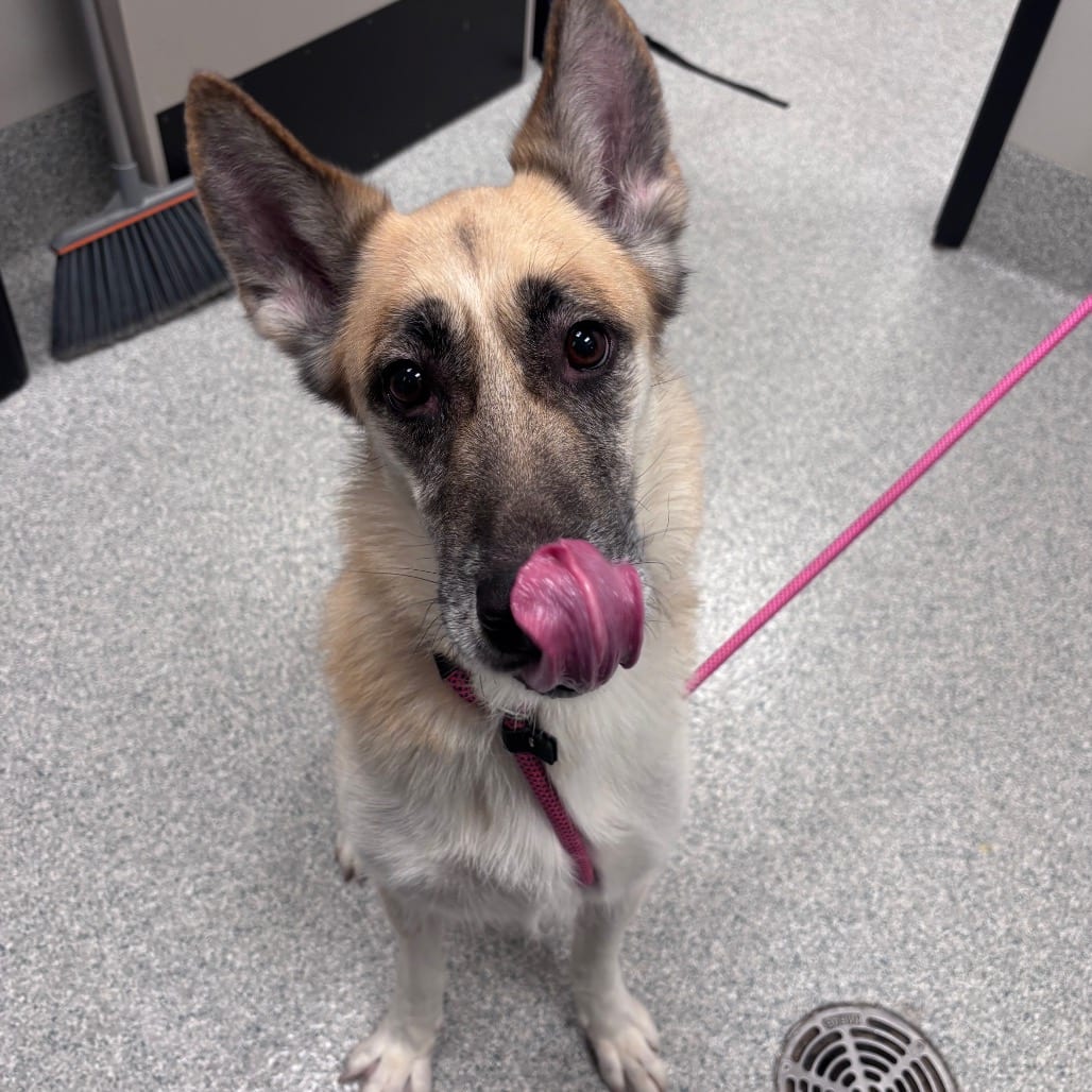 Photo of Duchess, adoptable Shepherd, German in Spartanburg, South Carolina
