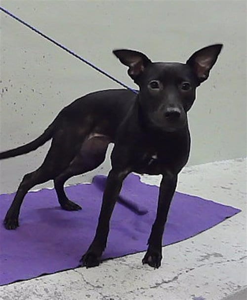 Photo of Diamond, adoptable Labrador Retriever in Houston, Texas