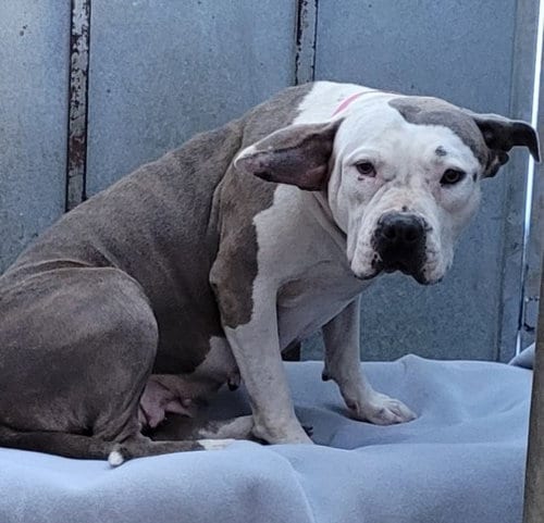 Photo of Lizzie, adoptable Bulldog in Los Angeles, California