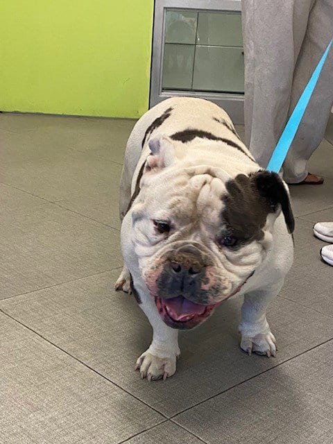 Photo of Opie, adoptable English Bulldog in Rancho Cucamonga, California