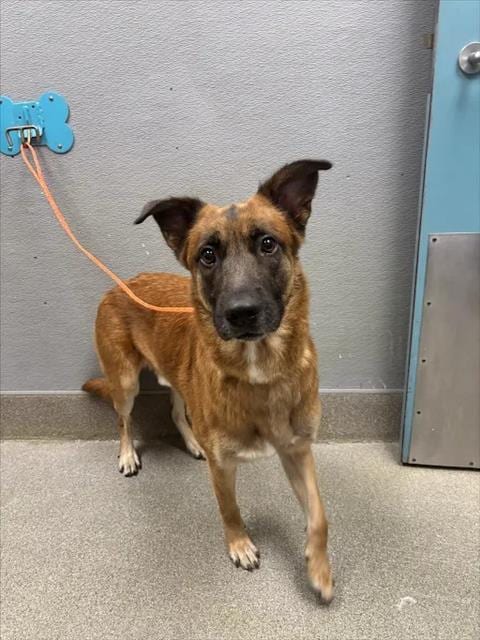 Photo of Jameson, adoptable Belgian Shepherd Malinois in Las Vegas, Nevada