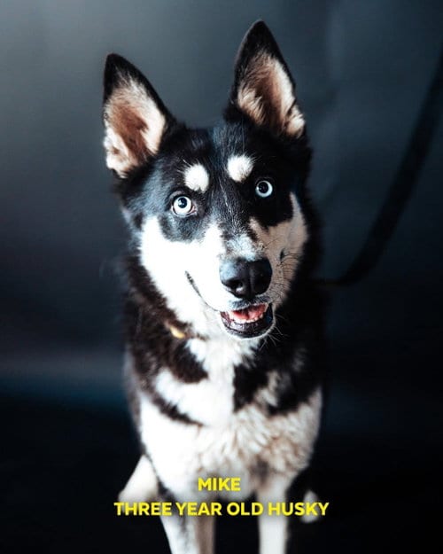 Photo of Mike, adoptable Siberian Husky in Cedar Crest, New Mexico
