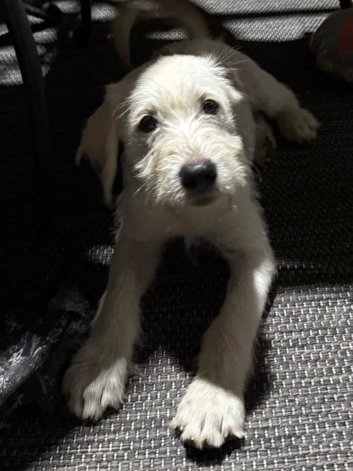 Photo of Quartz, adoptable Labrador Retriever in The Woodlands, Texas