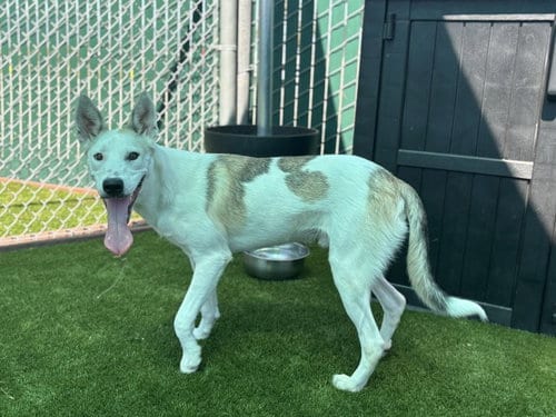 Photo of Rowan, adoptable German Shepherd Dog in San Bernardino, California