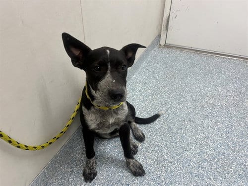 Photo of Piper, adoptable Australian Cattle Dog/Blue Heeler in Garland, Texas