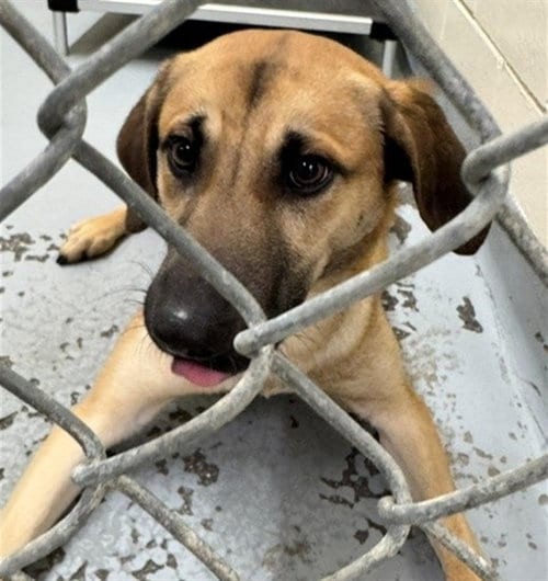 Photo of Sugar Plum, adoptable Black Mouth Cur in Anchorage, Alaska
