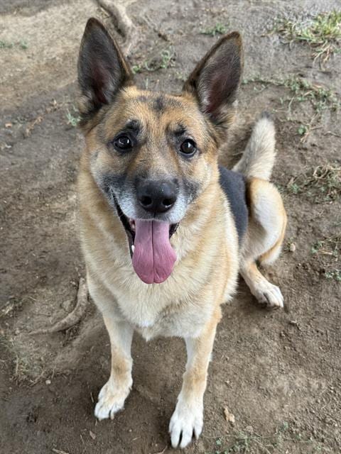 Photo of Jose, adoptable German Shepherd Dog in Riverside, California