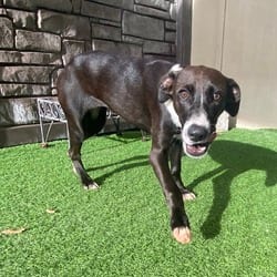 Photo of Pen 1078, adoptable Labrador Retriever Mixed Breed (Medium) in Loxahatchee, Florida