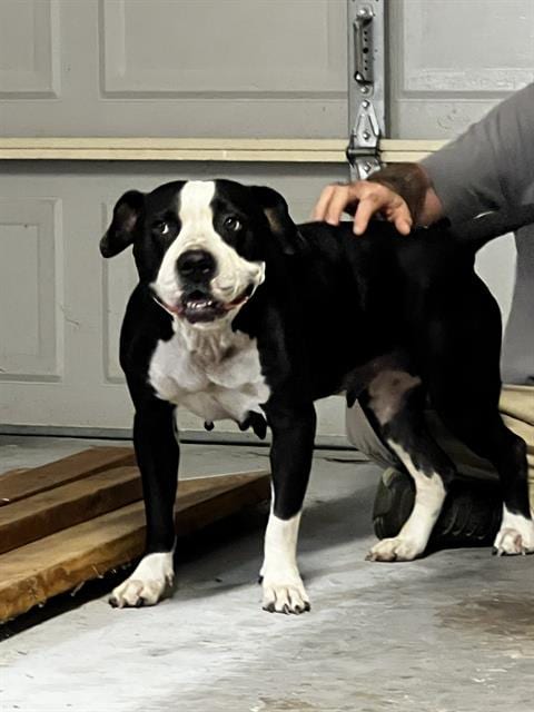 Photo of Kuma, adoptable American Staffordshire Terrier in San Antonio, Texas