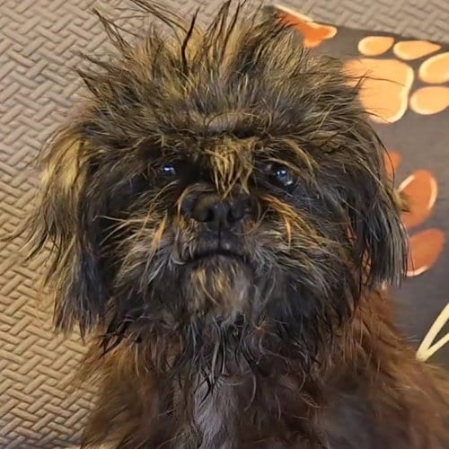 Photo of Delta, adoptable Shih Tzu in Normal, Illinois