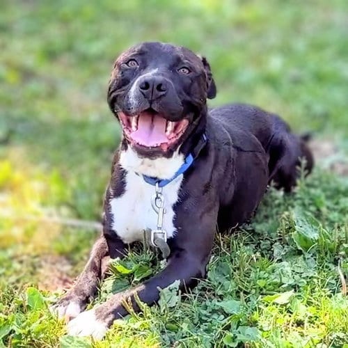 Photo of Blanket, adoptable American Pit Bull Terrier in Oakland, California