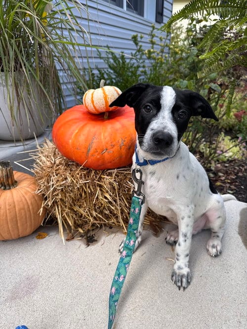 Photo of Toby, adoptable Cattle Dog in Willingboro, New Jersey