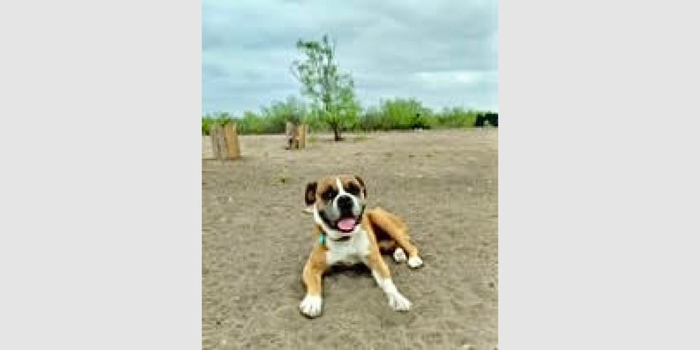 Photo of Lucky IV, adoptable Boxer in Austin, Texas
