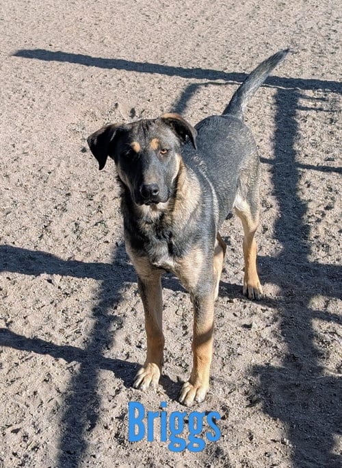 Photo of Briggs, adoptable Shepherd in Yreka, California