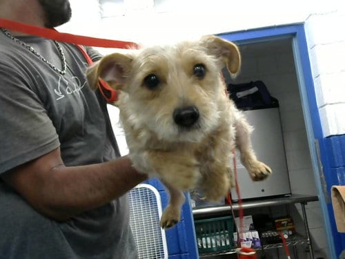 Photo of Poppy, adoptable Poodle (Toy) in Albuquerque, New Mexico