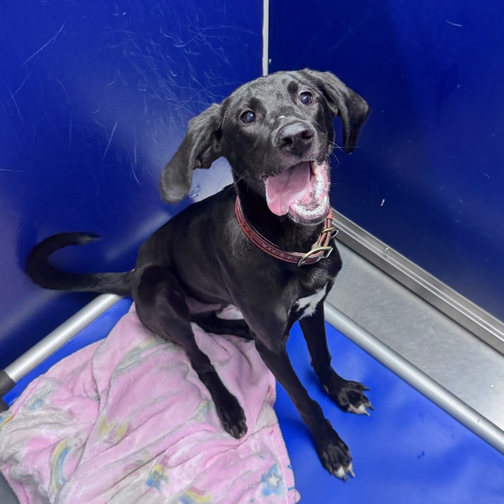 Photo of Apollo, adoptable Coonhound / Retriever, Black Labrador in Staunton, Virginia