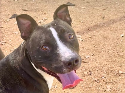 Photo of Elora, adoptable dog in Georgetown, Texas