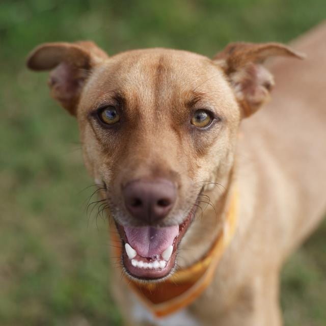 Photo of Graffiti, adoptable Shepherd / Mixed Breed (Medium) in San Antonio, Texas