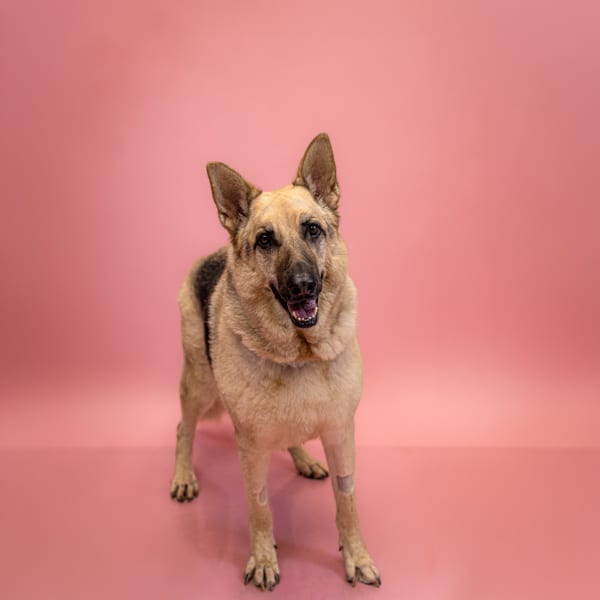 Photo of Vixen, adoptable German Shepherd cross in Lawrenceville, Georgia