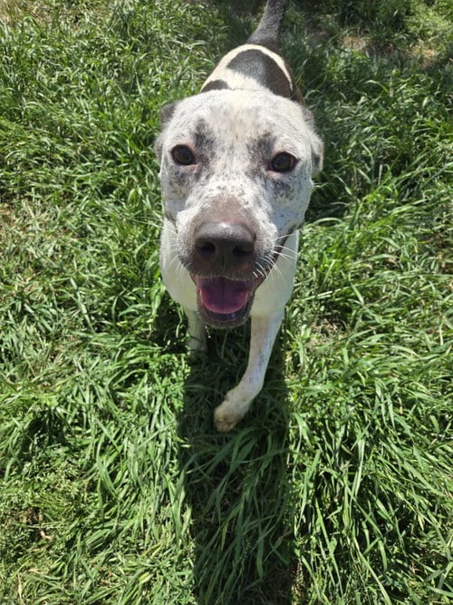 Photo of Ripley, adoptable Australian Cattle Dog/Blue Heeler in Jackson, Mississippi