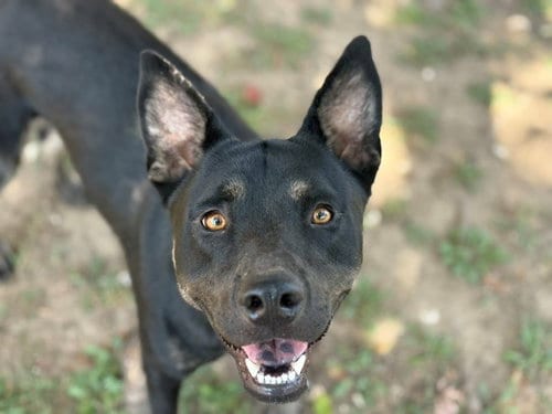 Photo of Rue, adoptable German Shepherd Dog in Tulsa, Oklahoma