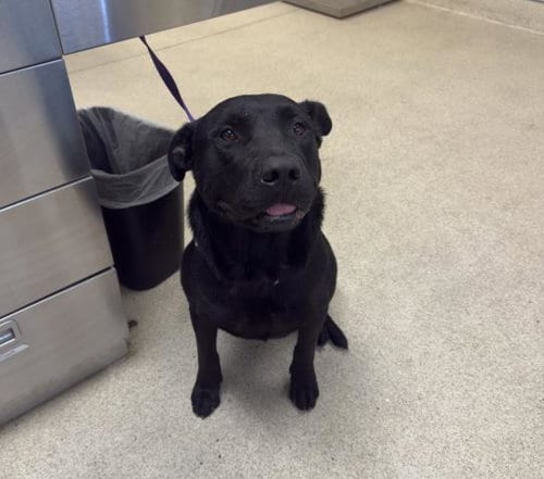Photo of Sundance, adoptable Pit Bull Terrier in Riverside, California
