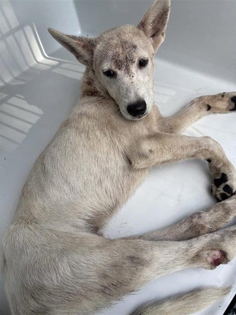 Photo of A661862, adoptable Labrador Retriever in Houston, Texas