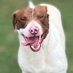 Photo of Fred, adoptable Beagle Bull Terrier in Pittsfield, Illinois