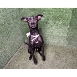 Photo of Olive, adoptable German Shepherd Dog in Lancaster, California