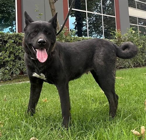Photo of Katana, adoptable Akita in Redlands, California