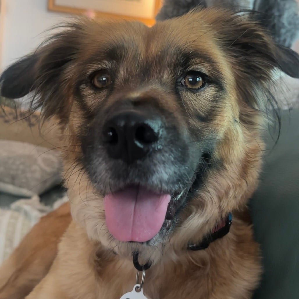 Photo of Shirley, adoptable Shepherd in Raleigh area, North Carolina