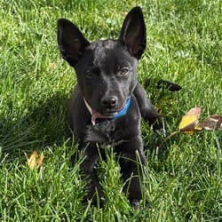 Photo of 1191 (2026) Binx, adoptable Australian Cattle Dog Mixed Breed (Medium) in Parker, Colorado