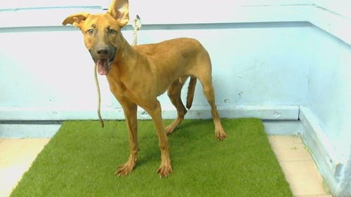 Photo of A5801785, adoptable Belgian Shepherd Malinois in Gardena, California