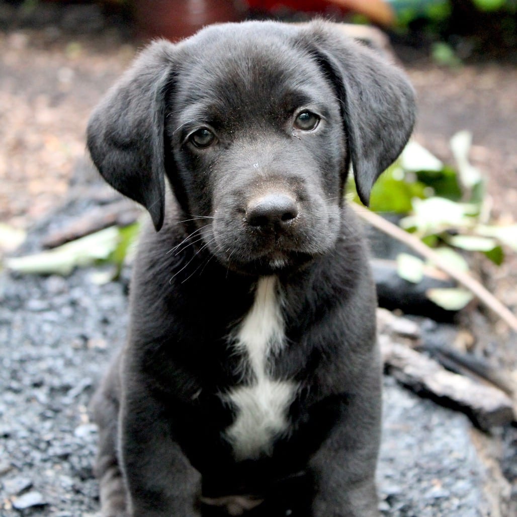 Photo of Mickey Pup - McNugget, adoptable Retriever, Black Labrador / Mixed Breed (Medium) in Fairfax Station, Virginia