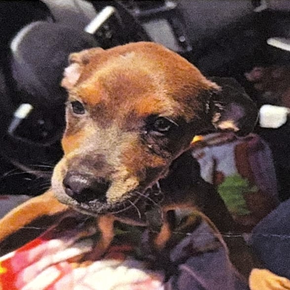 Photo of Higgins, adoptable Terrier / Mix in San Antonio, Texas