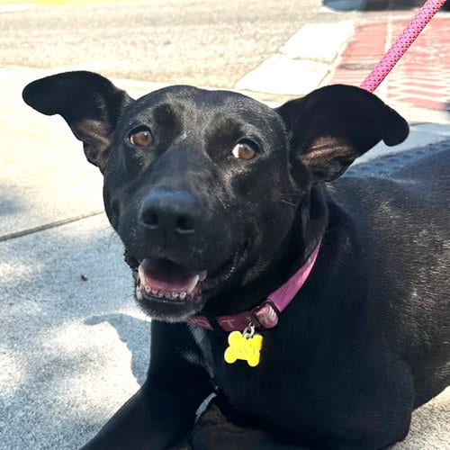 Photo of Lucy, adoptable Labrador Retriever in Charlotte, North Carolina