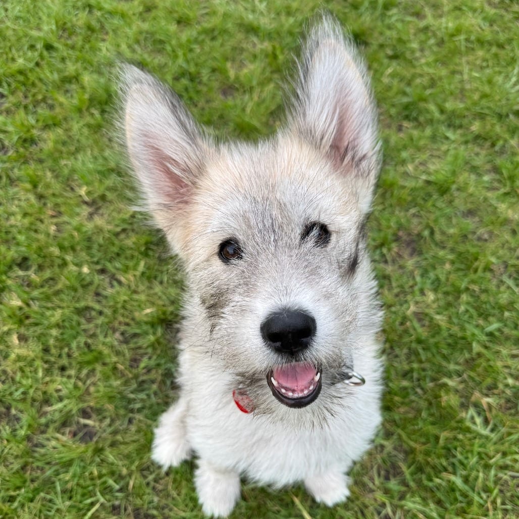 Photo of Duchess Scully-Lotus, adoptable Mixed Breed (Large) in Wheeling, Illinois