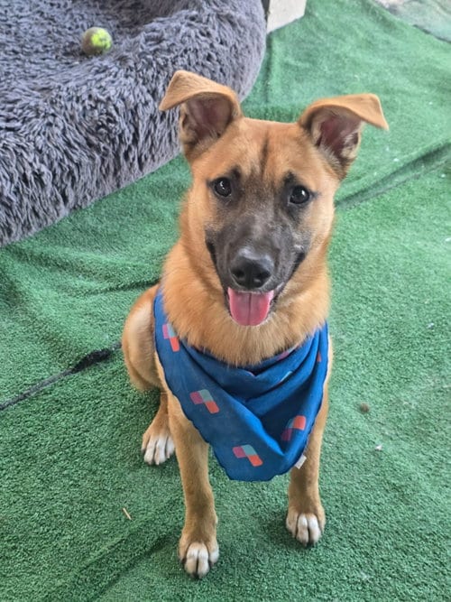Photo of Milo, adoptable Shepherd in San Diego, California