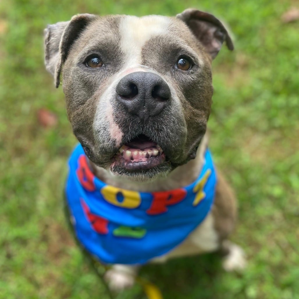Photo of Tater, adoptable Terrier, Pit Bull in Greensboro, North Carolina