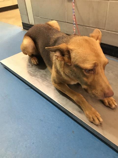 Photo of Dodi, adoptable Labrador Retriever in Dallas, Texas
