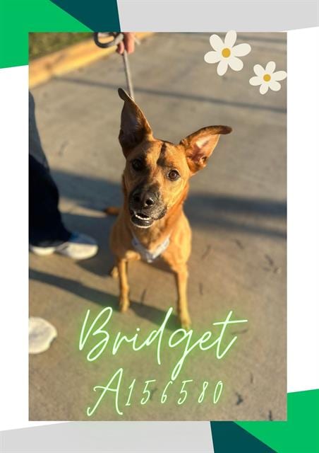 Photo of Bridget, adoptable German Shepherd Dog in Pasadena, Texas
