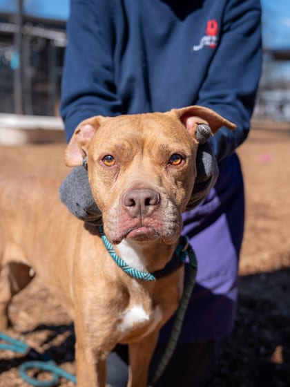 Photo of Natalie, adoptable dog in Chamblee, Georgia